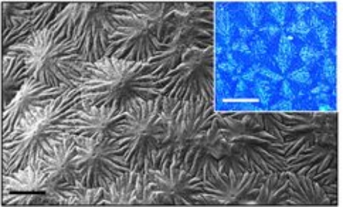 Desarrollan un método para crear materiales capaces de regenerar tejidos como el esmalte dental o el hueso