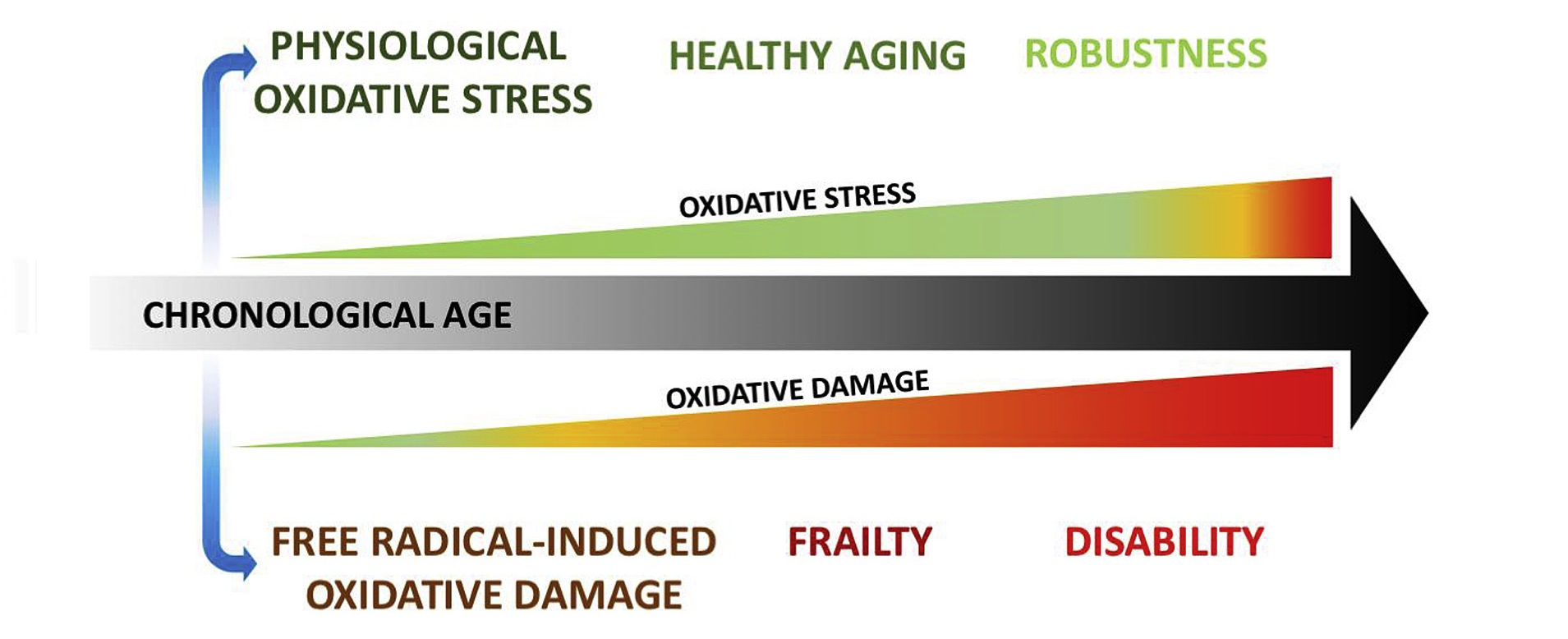 Mecanismos y oportunidades para que las intervenciones promuevan el envejecimiento exitoso
