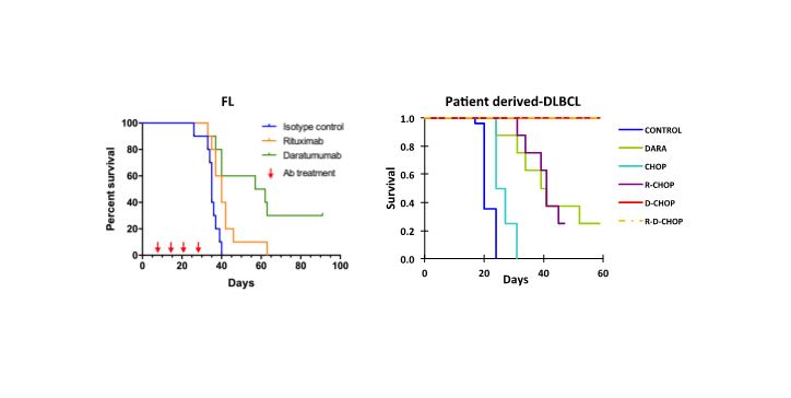Proponen una nueva immunoterapia con daratumumab para el tratamiento de diversos tipos de linfoma no Hodgkin