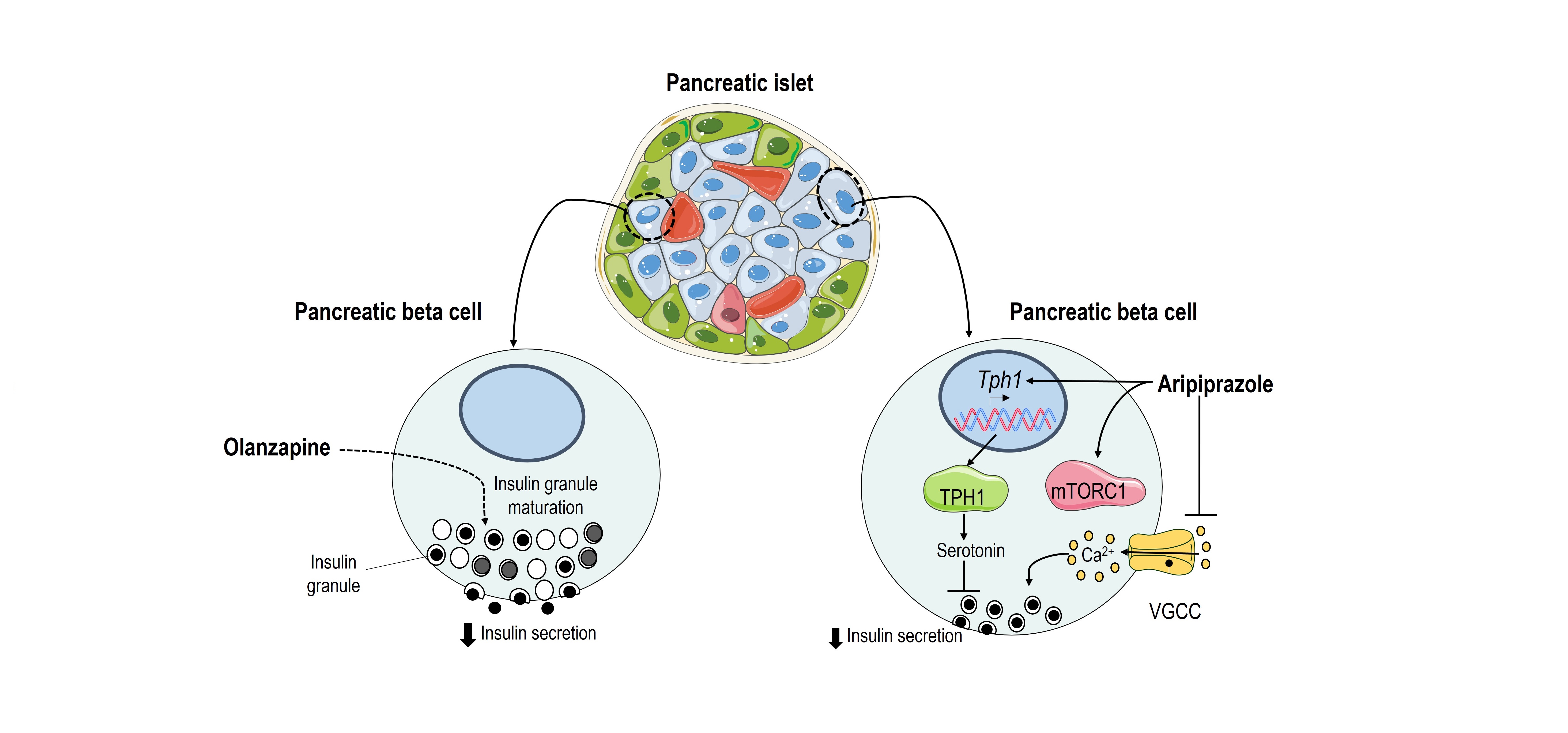 Estudian cómo el tratamiento con olanzapina y aripiprazol podría aumentar el riesgo de desarrollar síndrome metabólico y diabetes