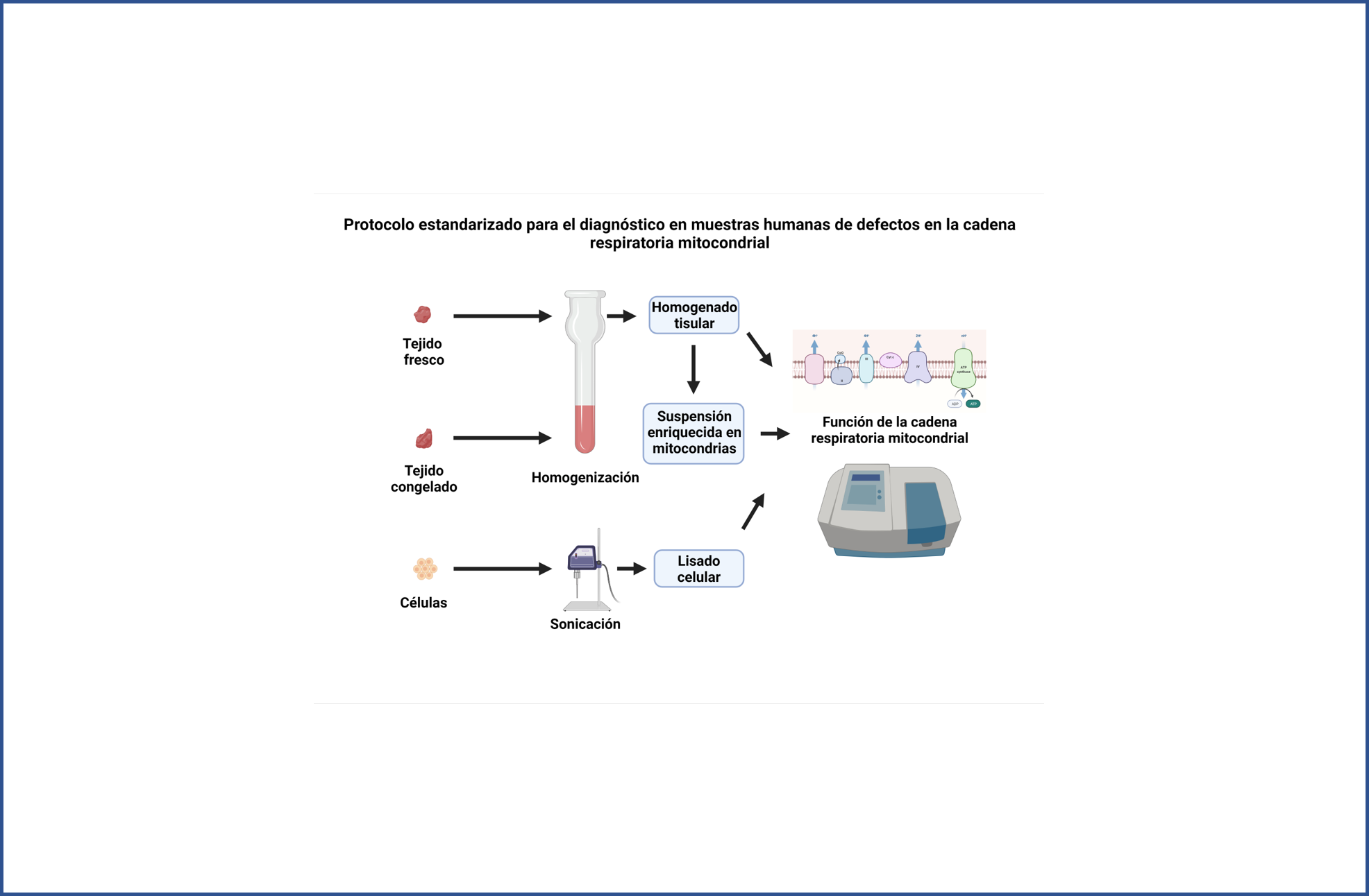 Proponen un protocolo estandarizado para el diagnóstico de defectos en la cadena respiratoria mitocondrial
