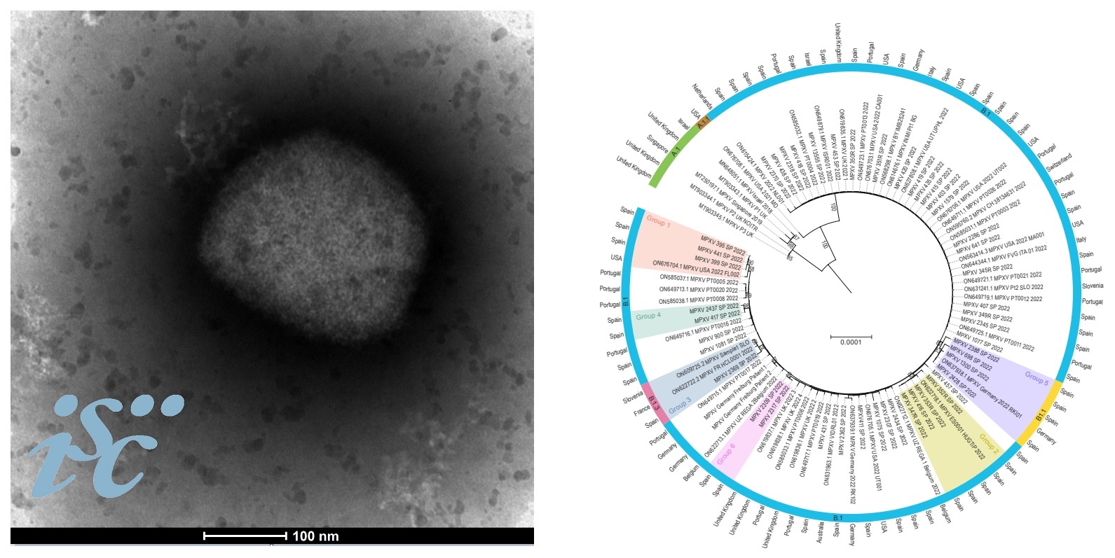 Un estudio define cambios genómicos específicos que podrían asociarse a la transmisibilidad del virus Mpox