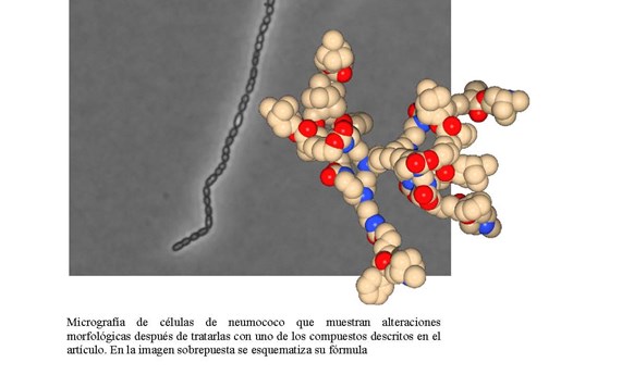 Nuevos compuestos con actividad bactericida contra neumococo Nuevos compuestos con actividad bactericida contra neumococo