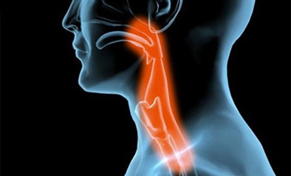 CIBEREHD apoya la encuesta promovida por la ESSD en el Día mundial de la Deglución CIBEREHD apoya la encuesta promovida por la ESSD en el Día mundial de la Deglución